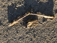 Ovis canadensis nelsoni