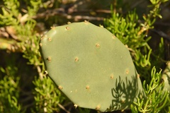 Opuntia keyensis