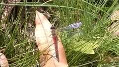 Sympetrum ambiguum