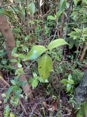Geniostoma ligustrifolium