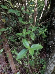Geniostoma ligustrifolium