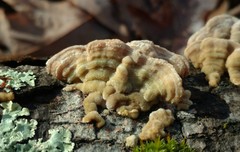 Skeletocutis lilacina