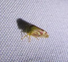 Ophiderma evelyna