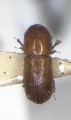 Xyleborus affinis