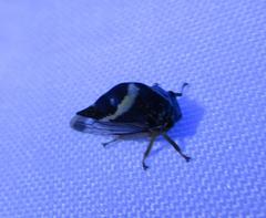 Smilia camelus