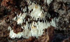 Mucronella calva aggregata