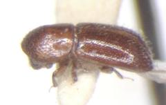 Xyleborus affinis