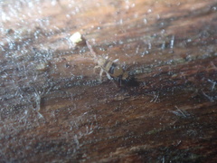 Entomobrya triangularis