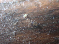 Entomobrya triangularis