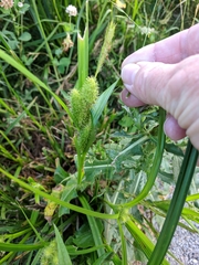 Carex frankii