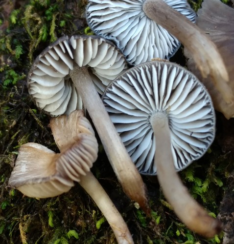 Representative image of Mycopan