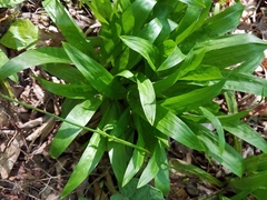 Careyanae