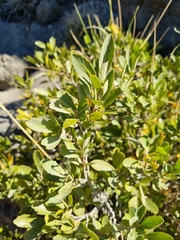 Azara alpina
