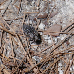 Chrysobothris woodgatei