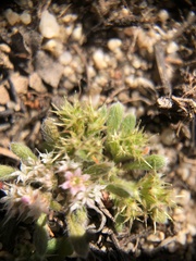 Chorizanthe minutiflora