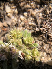 Chorizanthe minutiflora