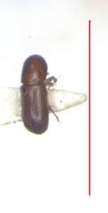 Xyleborus volvulus