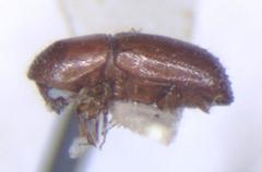 Xyleborus volvulus
