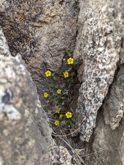 Erythranthe geniculata