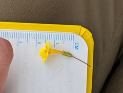 Erythranthe geniculata