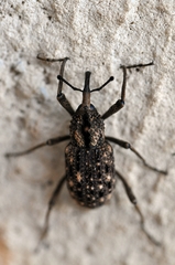 Sipalinus gigas