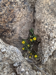 Erythranthe geniculata