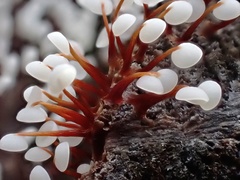 Physarum pezizoideum