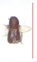 Xyleborus volvulus