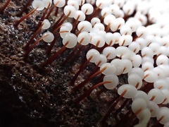 Physarum pezizoideum