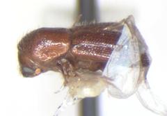 Xyleborus volvulus