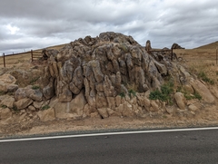 Erythranthe geniculata