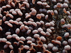 Physarum pezizoideum