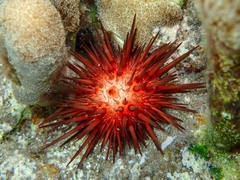 Echinometra lucunter