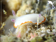 Goniobranchus rubrocornutus