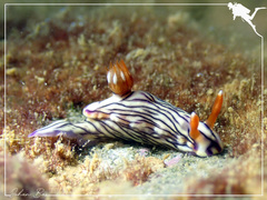 Hypselodoris zephyra