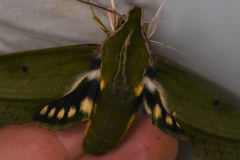 Xylophanes virescens