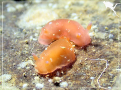 Dendrodoris fumata