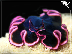 Pseudobiceros gloriosus