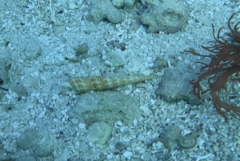 Terebra