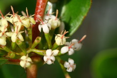 Scyphiphora hydrophylacea