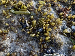 Halosaccion glandiforme