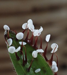 Physarum pezizoideum