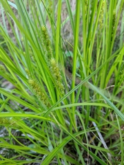 Carex vulpinoidea
