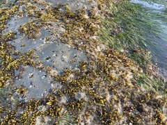 Halosaccion glandiforme