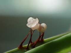 Physarum pezizoideum