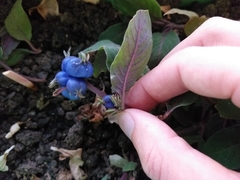 Coccocypselum lanceolatum