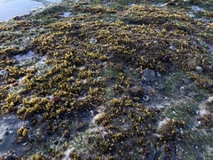 Halosaccion glandiforme