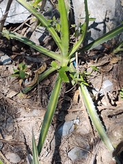 Agave funkiana