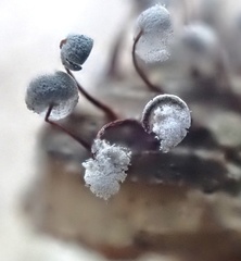 Physarum pezizoideum