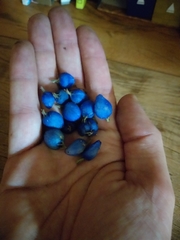 Coccocypselum lanceolatum